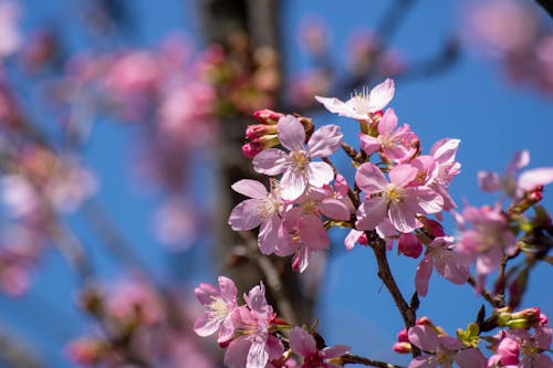Foto stok gratis berwarna merah muda, botani, bunga-bunga
