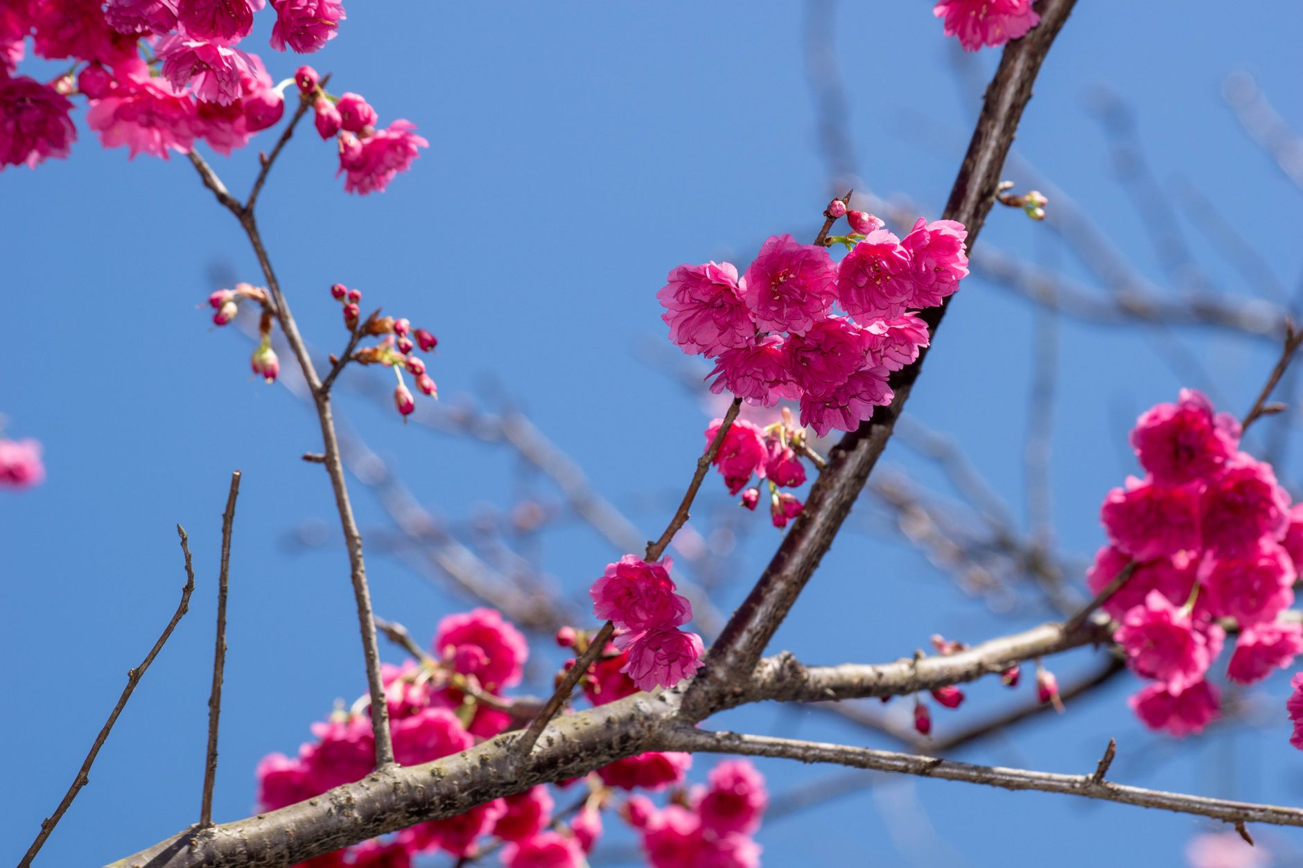 Bright pink cherry blossoms bloom on tree branches under a clear blue sky.