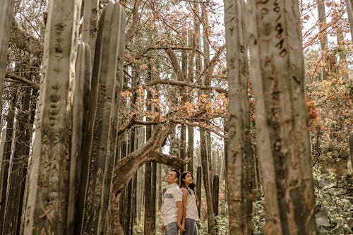 Foto profissional grátis de casal, de volta para trás, declínio