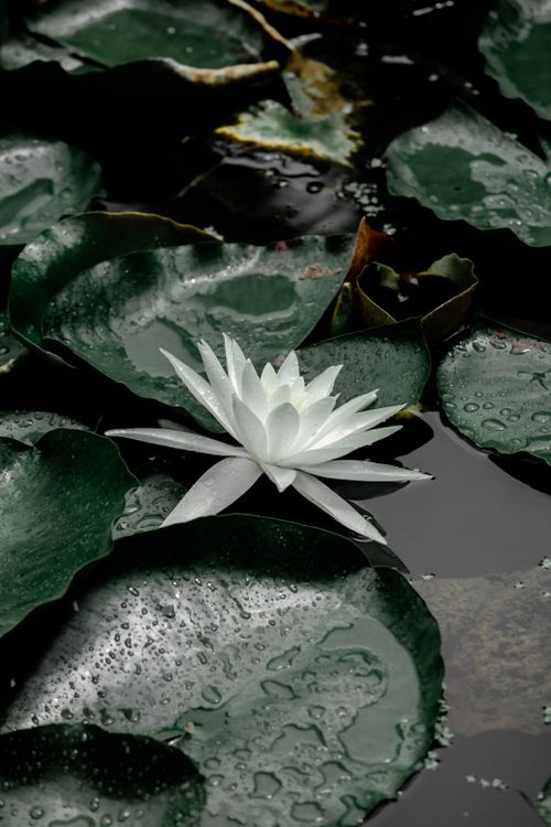 Free Tranquil scene of a white lotus blooming amidst rain-dappled leaves on a pond. Stock Photo
