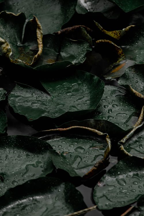 Water Drops on Dark Leaves
