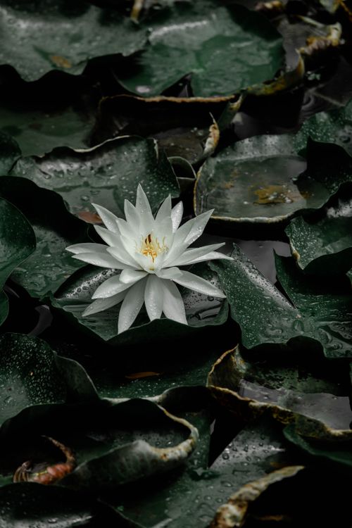 Free Captivating white lotus flower amid green lily pads in a peaceful pond setting. Stock Photo