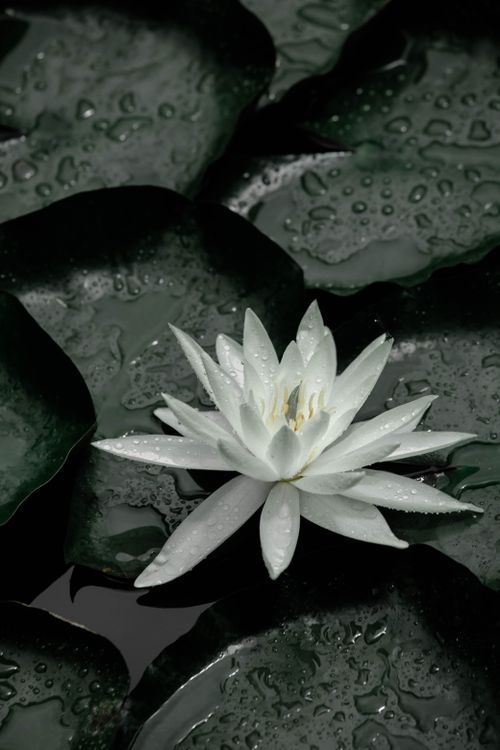 Free Serene white water lily with raindrops on leaves, captured in natural light. Stock Photo