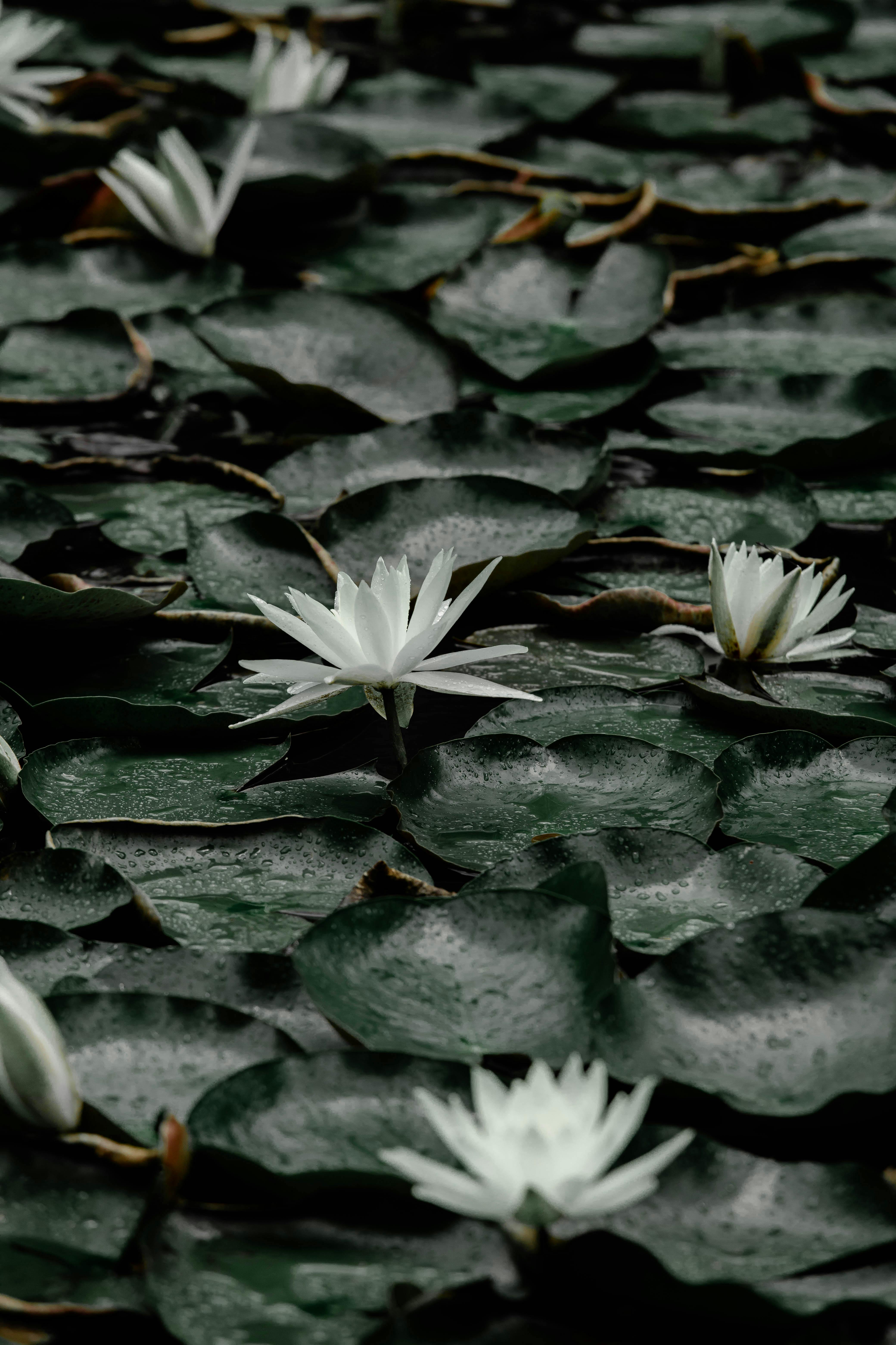Elegant white lotus flowers amidst lush green leaves evoke a sense of peace and purity.