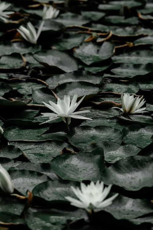 Free Elegant white lotus flowers amidst lush green leaves evoke a sense of peace and purity. Stock Photo