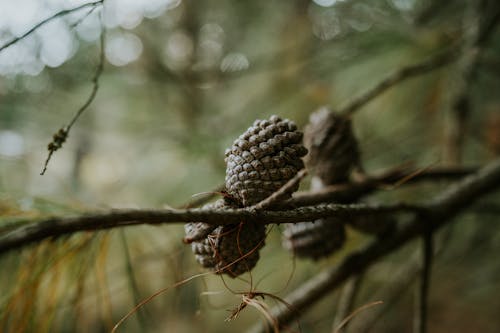 Imagine de stoc gratuită din arbore, conifer, conuri