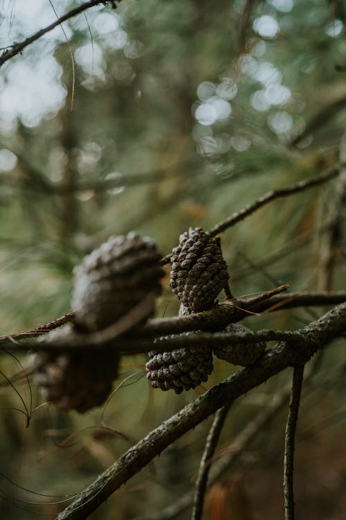 Fotobanka s bezplatnými fotkami na tému čerstvý, dopravné kužele, príroda