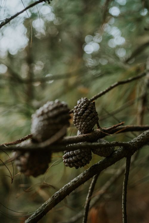 Free Nature close-up of pine cones on evergreen tree branch, captured outdoors in natural light. Stock Photo