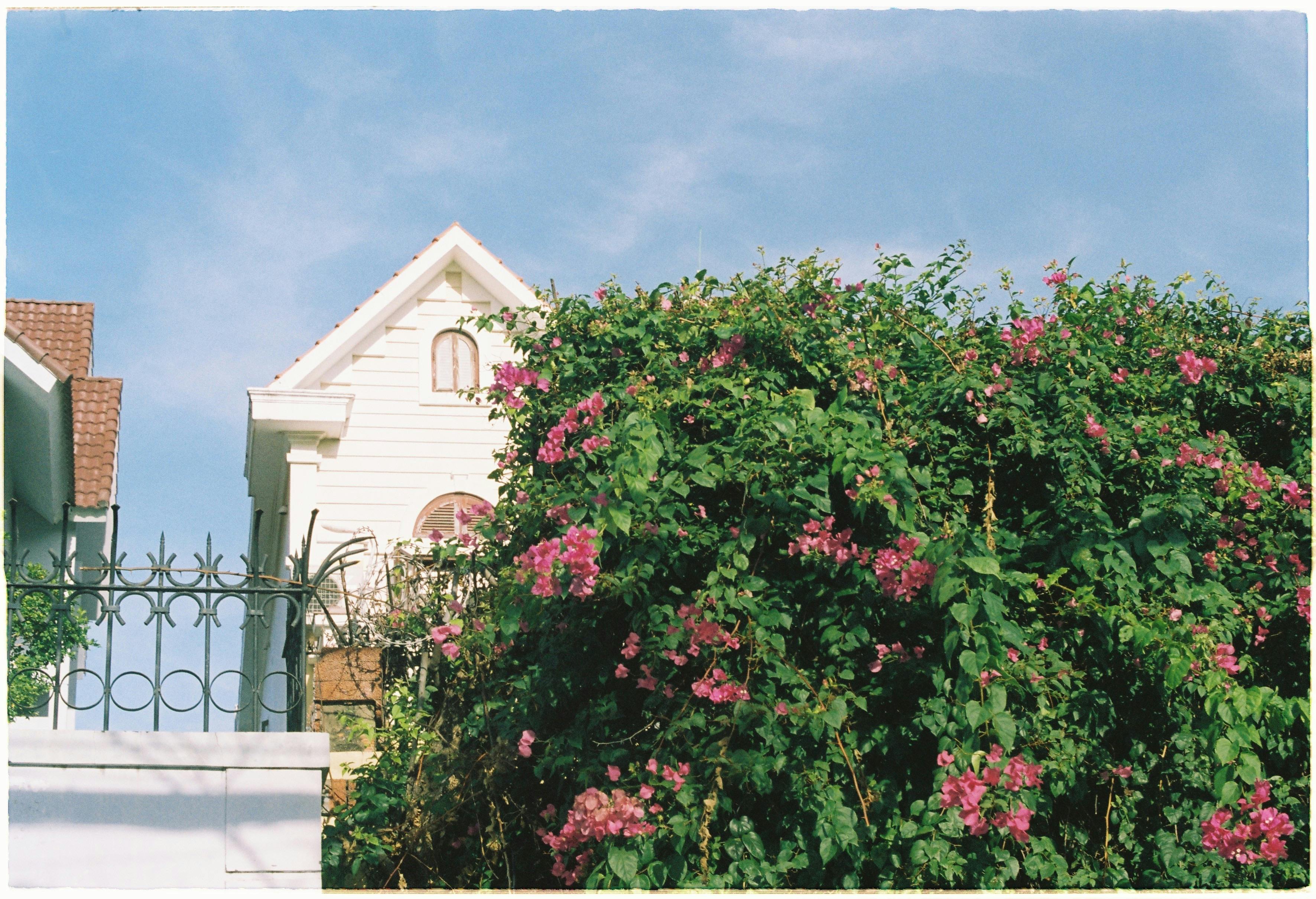 A picturesque house surrounded by vibrant pink blossoms and greenery under a clear blue sky.