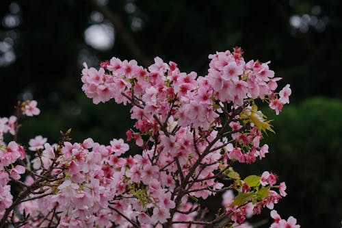 Darmowe zdjęcie z galerii z gałęzie, natura, różowy