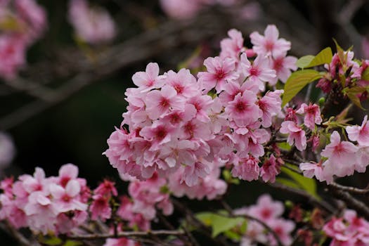 Delicate pink cherry blossoms in peak bloom exemplify spring's beauty.