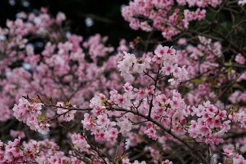 Immagine gratuita di ciliegio, crescita, fiori rosa