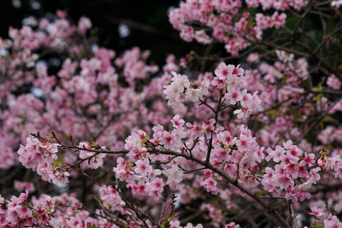 Free A detailed view of pink cherry blossoms in full bloom, embodying the essence of spring. Stock Photo