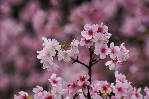 Free Beautiful close-up of pink cherry blossoms in full bloom during springtime. Stock Photo