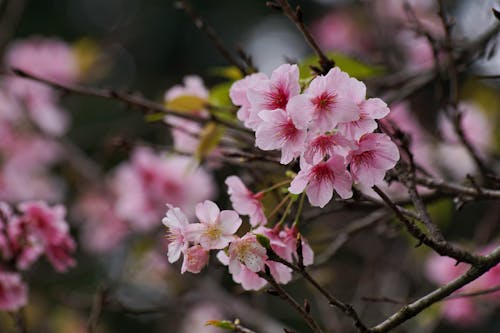 Close up of Cherry Blossoms