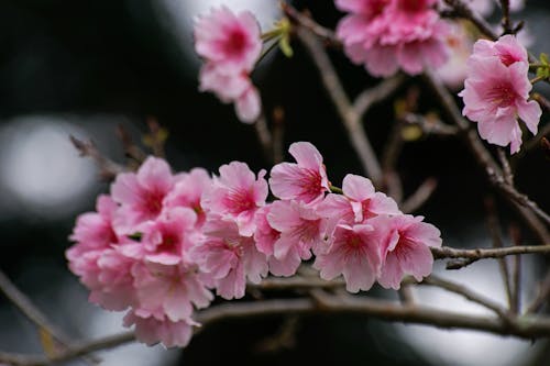 бесплатная Бесплатное стоковое фото с ботаника, ветви, вишневое дерево Стоковое фото