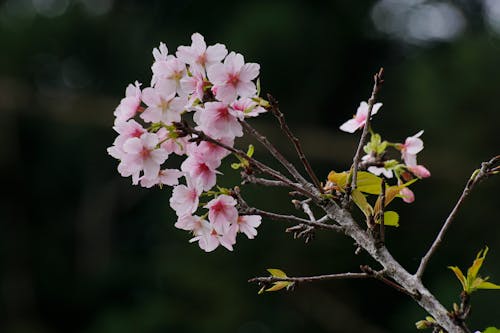 Základová fotografie zdarma na téma bokeh, kvetoucí, příroda