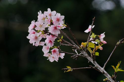 Free A branch of beautiful pink cherry blossoms against a blurred nature background. Stock Photo
