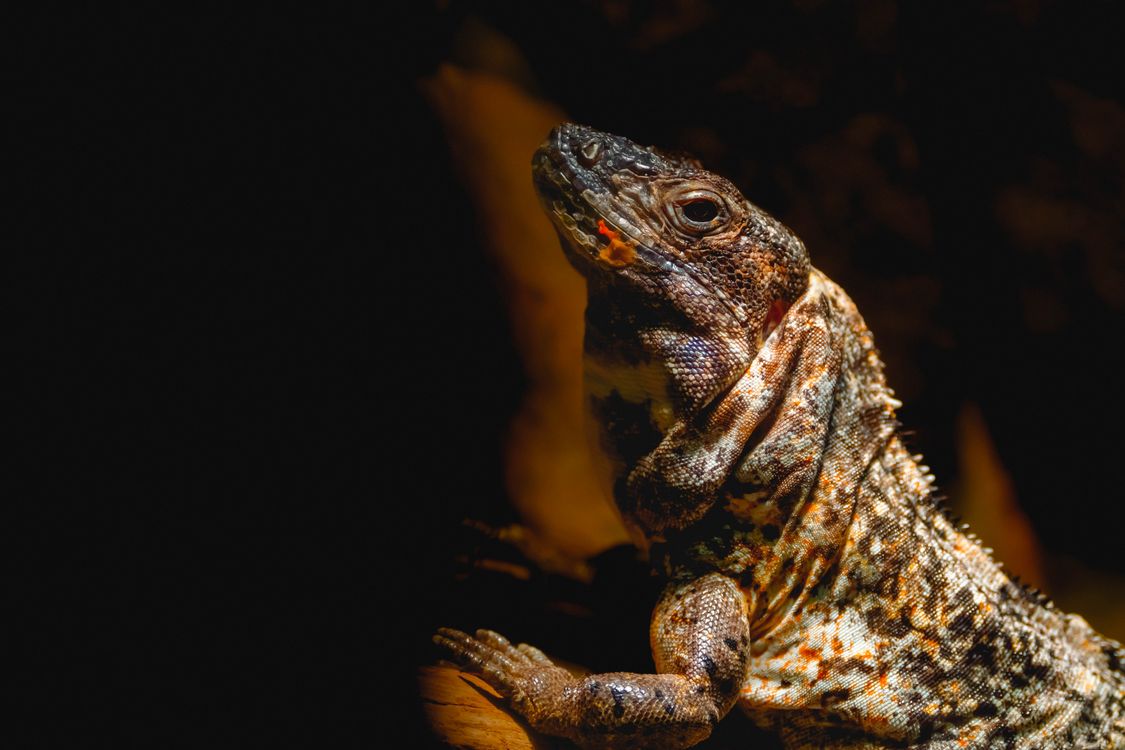 Lizard Head in Side View · Free Stock Photo