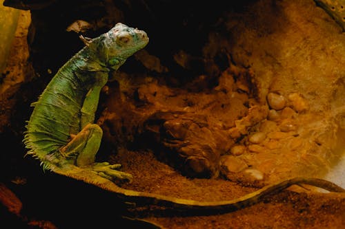 Kostnadsfri bild av djurfotografi, grön iguana, natur