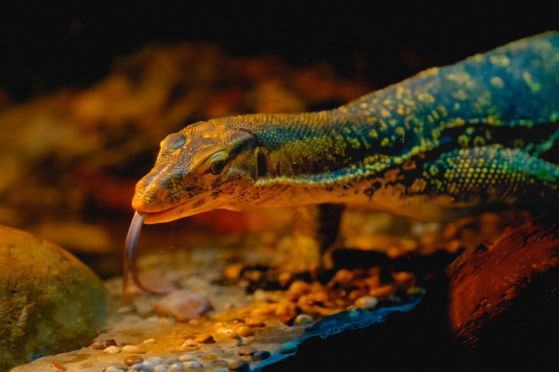 Close-up of a vivid green monitor lizard with a long tongue in a tropical environment.