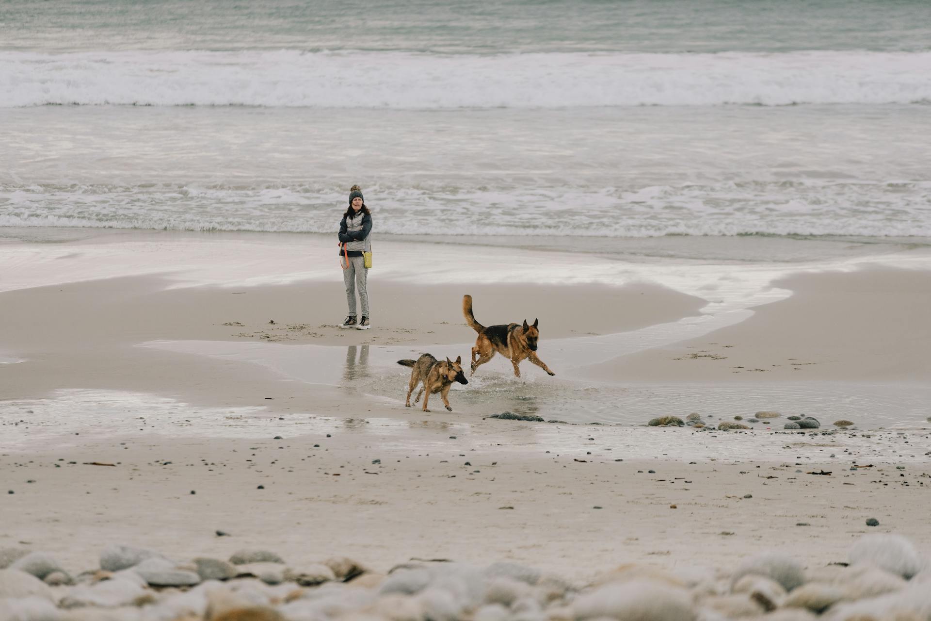 Owner watches dogs at play