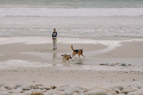 Two German Shepherds frolicking on a sandy beach with their owner in winter.