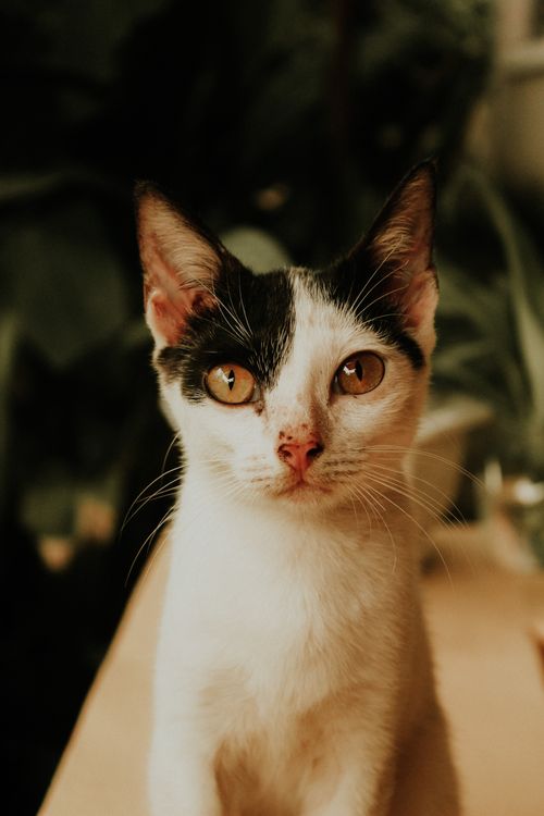 Free Close-up of a cute black and white kitten looking directly at the camera indoors. Stock Photo