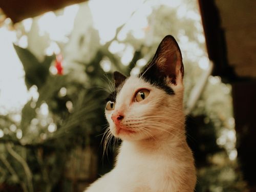 Free Adorable cat with striking eyes stares intently in a sunlit garden setting. Stock Photo