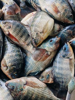 Fish, tilapia, farm raised, raw