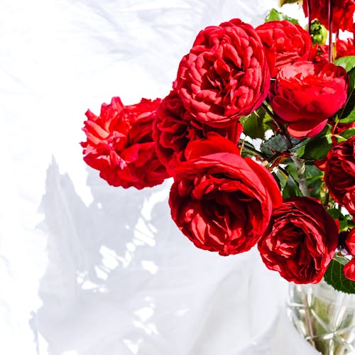 Foto stok gratis buket, bunga-bunga, mawar mawar merah