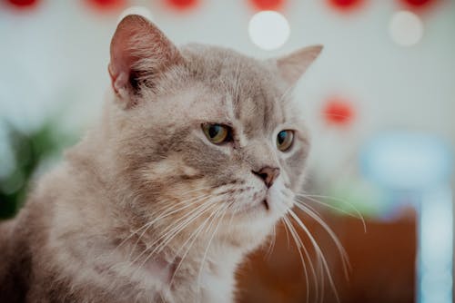 Close-up of a British Shorthair Domestic Cat 