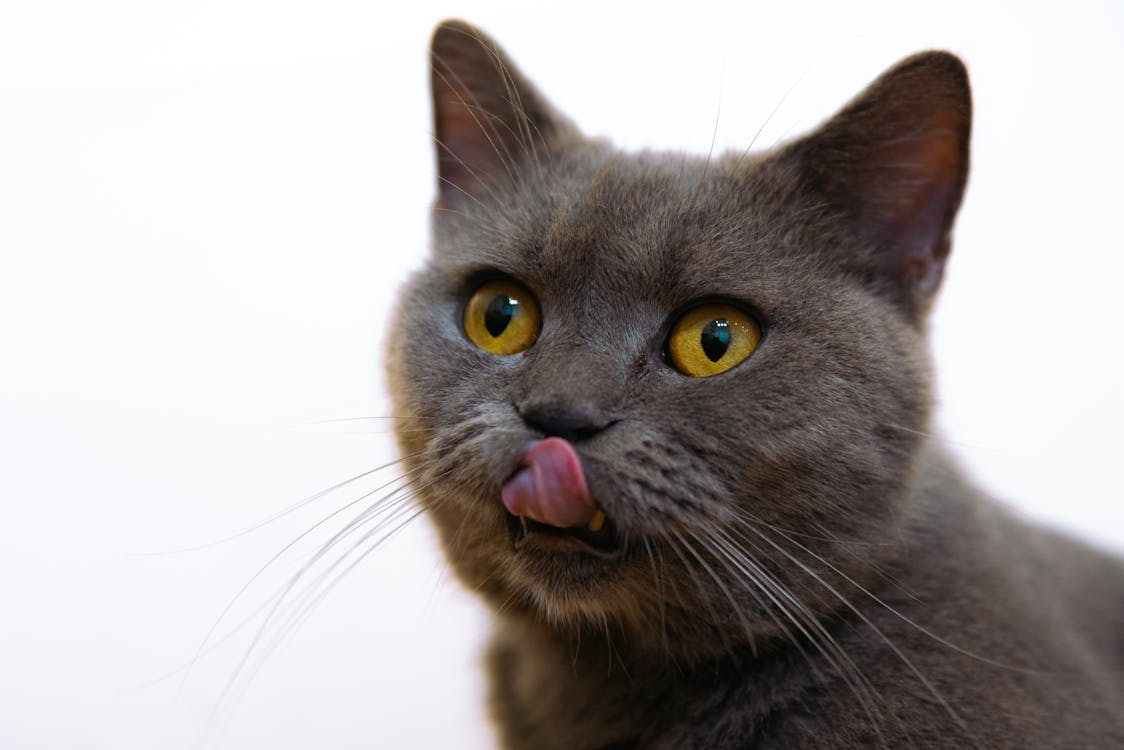 How To Improve Your Cat’s Behavior in Systematic Steps