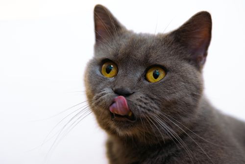 Free Playful British Shorthair cat licking its nose against a white background. Perfect for pet lovers. Stock Photo