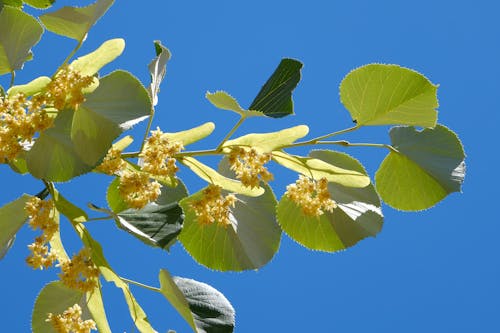 Flowers Growing on Tree Twigs