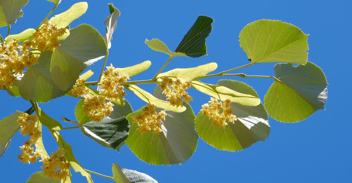 Bright linden tree blossoms with green leaves against a vivid blue sky in Bursa, Türkiye.