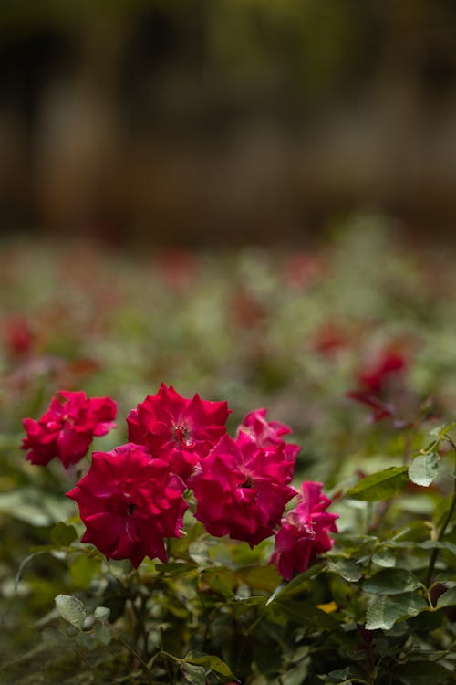 Blooming Red Flowers in Garden