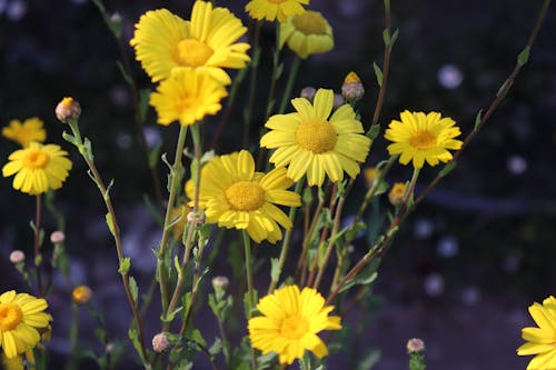 Free stock photo of common sunflower, helianthus, helianthus annuus