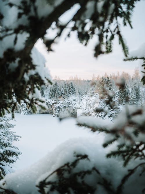 Photos gratuites de arbres, blanc, forêt