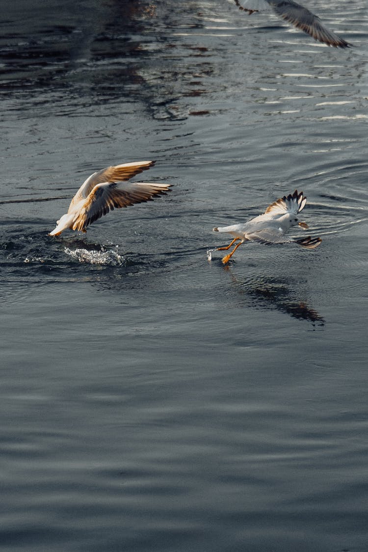 Seagulls Hunting In Water