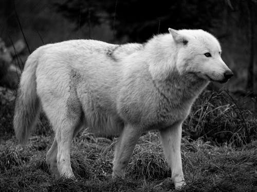 Fotobanka s bezplatnými fotkami na tému čierny a biely, fotografie zvierat žijúcich vo voľnej prírode, príroda