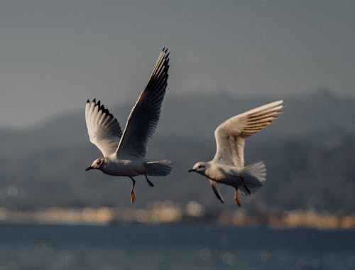 Immagine gratuita di fauna selvatica, gabbiani, mare