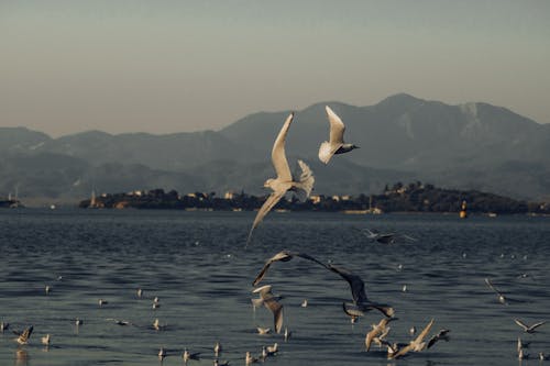 Immagine gratuita di fauna selvatica, gabbiani, mare