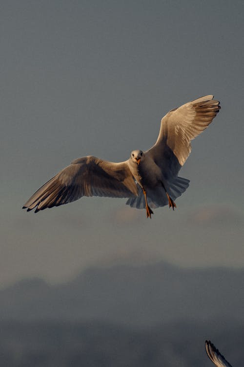 Close up of Flying Seagull 