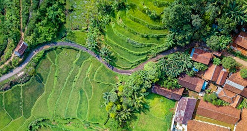 Free Aerial Photography Of Rice Terraces Stock Photo