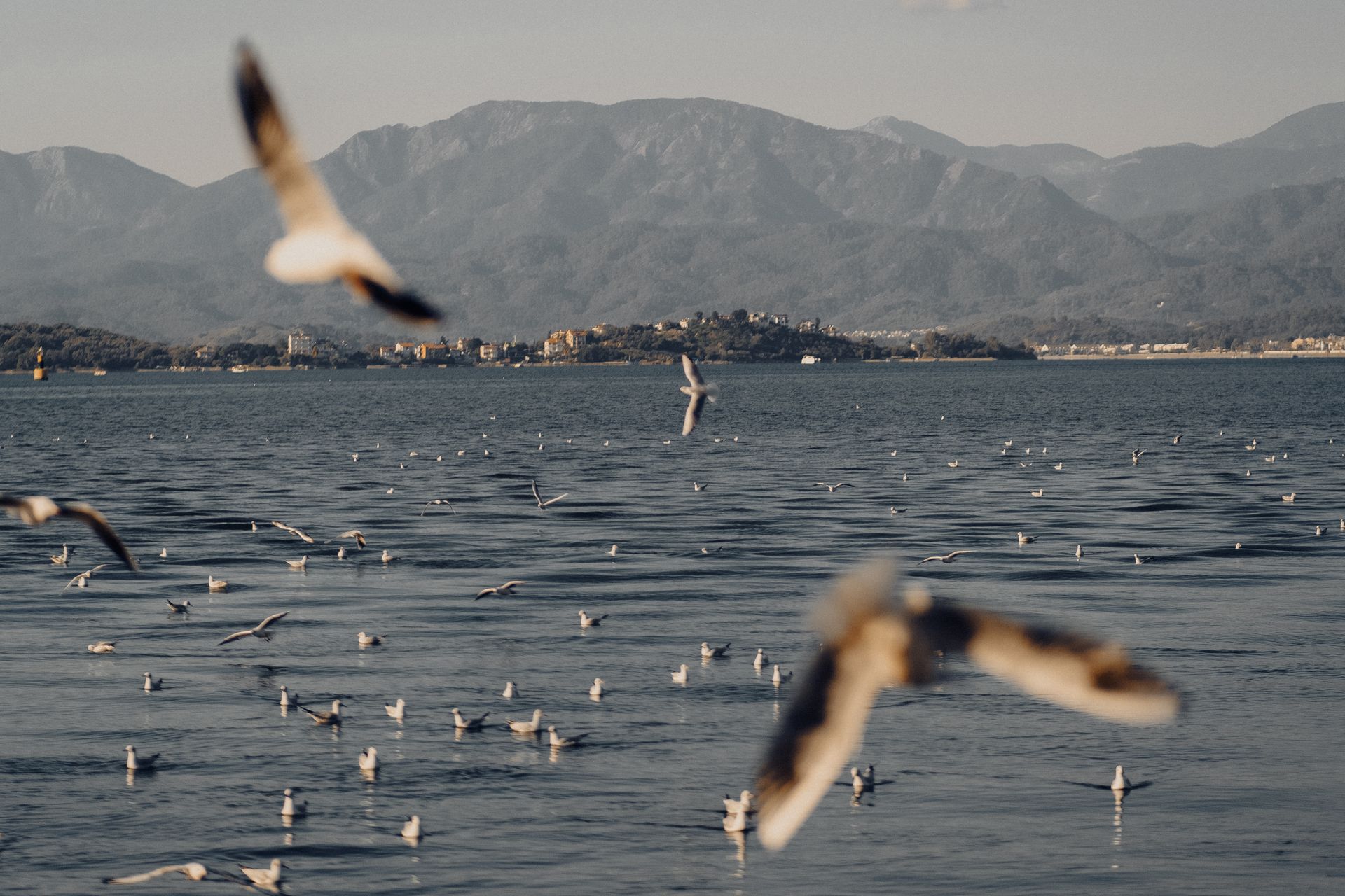 A serene ocean landscape with seabirds in flight and mountains in the background.