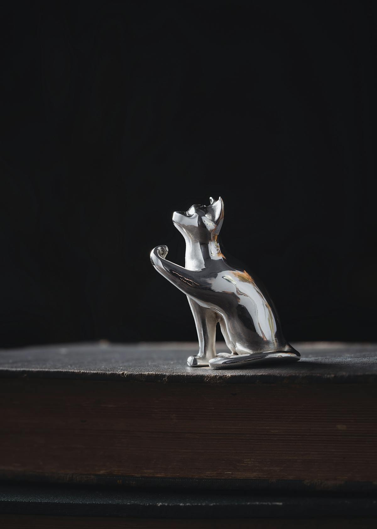 Silver Cat Photos, Download The BEST Free Silver Cat Stock Photos & HD ...