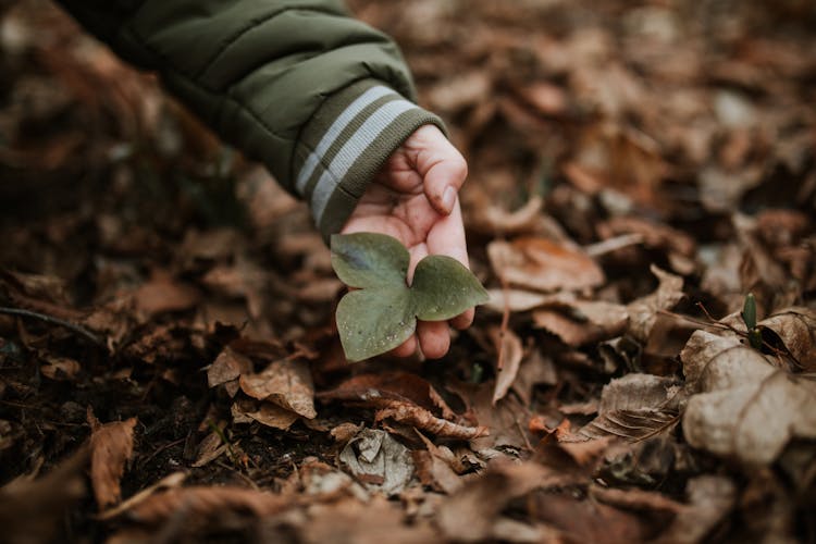 Close-up Of Person Lifting A Leaf From The Ground 