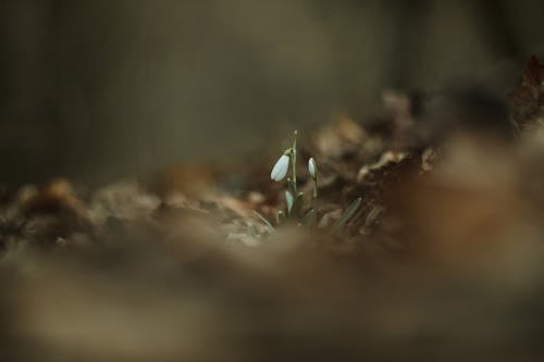 Fotobanka s bezplatnými fotkami na tému flóra, jar, kvet