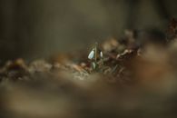 Close-up of a snowdrop flower surrounded by leaves, highlighting the essence of spring renewal.
